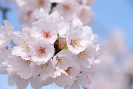 人生をより豊かに🌸